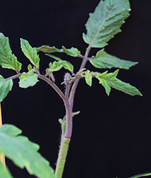Shown here is a red tomato shoot grown from a green stem of tomato plants. Alfred Huo, an assistant professor of horticultural sciences at the UF/IFAS Mid-Florida Research and Education Center, led a new study that shows a way to use plant development regulators to get DNA into tissued plant cultures.